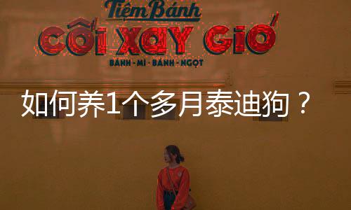 如何養(yǎng)1個多月泰迪狗？如何養(yǎng)1個多月泰迪犬