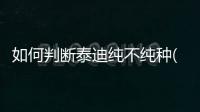 如何判斷泰迪純不純種(如何判斷泰迪多大了)