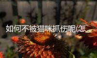 如何不被貓咪抓傷呢(怎樣不被貓抓傷)