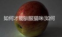 如何才能馴服貓咪(如何馴服野生貓咪)