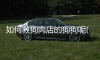 如何救狗肉店的狗狗呢(解救肉狗)