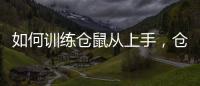 如何訓練倉鼠從上手，倉鼠怎樣訓練躺手