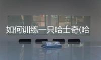 如何訓練一只哈士奇(哈士奇訓練定點大小便)