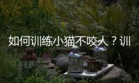 如何訓練小貓不咬人？訓練小貓不咬人的方法