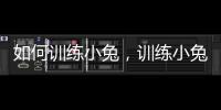 如何訓練小兔，訓練小兔子的四個基本方法