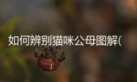 如何辨別貓咪公母圖解(如何辨別貓咪公母小時(shí)候)