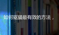如何驅貓最有效的方法，驅貓最有效的方法