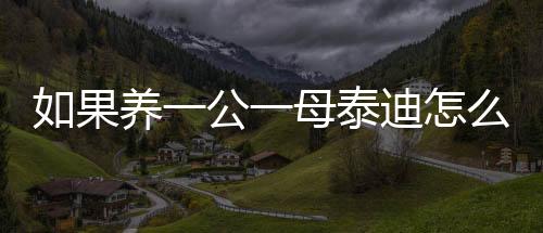 如果養一公一母泰迪怎么訓練它？養一公一母泰迪的好壞