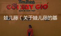 娃兒藤（關于娃兒藤的基本情況說明介紹）