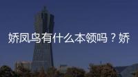 嬌鳳鳥有什么本領嗎？嬌鳳鳥有什么本領和特點