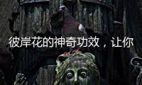 彼岸花的神奇功效，讓你驚艷不已！