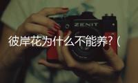彼岸花為什么不能養?（彼岸花為什么不能養）