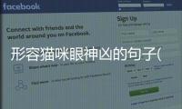 形容貓咪眼神兇的句子(形容貓咪眼神的詞語有哪些)