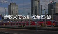 德牧犬怎么訓(xùn)練全過(guò)程(德牧犬一天吃多少狗糧)