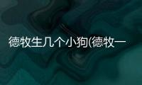 德牧生幾個小狗(德牧一般生幾個小狗)