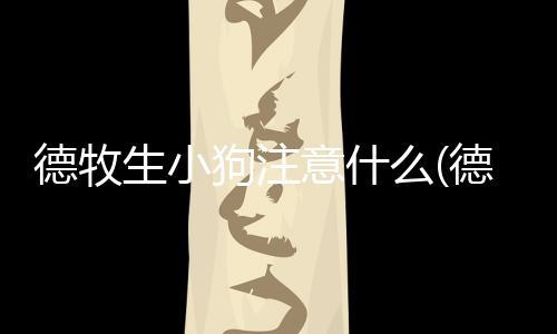 德牧生小狗注意什么(德牧65天還不生小狗怎么辦)