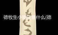 德牧生小狗注意什么(德牧65天還不生小狗怎么辦)