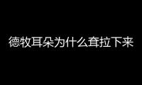 德牧耳朵為什么耷拉下來(德牧的耳朵立起來后怎么又塌了)