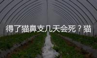 得了貓鼻支幾天會死？貓咪得了貓鼻支怎么辦能治好嗎