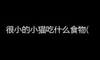 很小的小貓吃什么食物(很小很小的螃蟹吃什么食物)