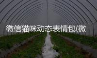 微信貓咪動(dòng)態(tài)表情包(微信表情貓咪表情大全)
