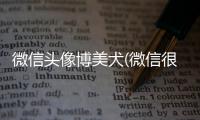 微信頭像博美犬(微信很火的狗頭像逗比)