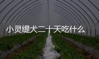 小靈緹犬二十天吃什么 小靈緹犬多少錢一條