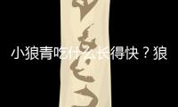 小狼青吃什么長得快？狼青小時候吃什么