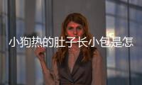 小狗熱的肚子長小包是怎么回事啊(小狗肚子熱是發燒了嗎)