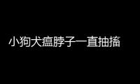 小狗犬瘟脖子一直抽搐  狗狗犬瘟抽搐發抖站立不穩