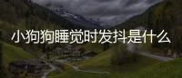 小狗狗睡覺時發抖是什么原因(小狗狗發抖怎么回事)