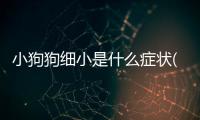 小狗狗細小是什么癥狀(小狗狗中毒有什么癥狀)