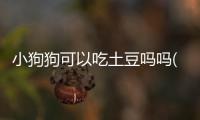 小狗狗可以吃土豆嗎嗎(小狗狗能吃土豆嗎)