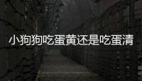 小狗狗吃蛋黃還是吃蛋清好(小狗狗吃蛋黃有什么好處)