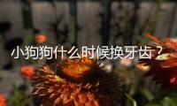 小狗狗什么時候換牙齒？小狗什么時侯換牙