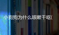小狗狗為什么咳嗽干嘔(小狗狗咳嗽怎么辦)