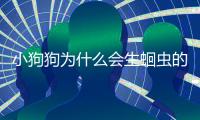 小狗狗為什么會生蛔蟲的原因？狗狗為什么會得蛔蟲病