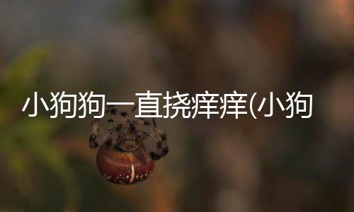 小狗狗一直撓癢癢(小狗狗自己在家一直叫)