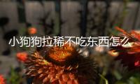 小狗狗拉稀不吃東西怎么辦(小狗狗拉稀怎么辦最有效的方法)