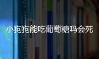 小狗狗能吃葡萄糖嗎會死嗎？小狗狗能吃葡萄糖嗎有毒嗎