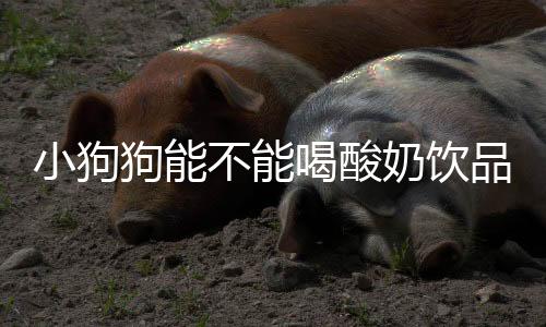 小狗狗能不能喝酸奶飲品  小狗狗能不能喝酸奶和牛奶