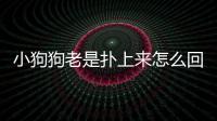 小狗狗老是撲上來怎么回事？小狗一直撲我