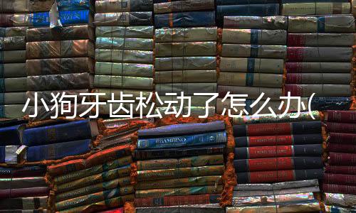 小狗牙齒松動了怎么辦(小狗牙齒發黃是什么病)