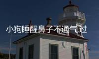 小狗睡醒鼻子不通氣,過會(huì)就好了  小狗睡醒鼻子不通氣為什么