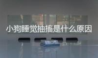 小狗睡覺抽搐是什么原因(小狗睡覺的時(shí)候?yàn)槭裁磿?huì)抽搐)