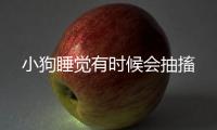 小狗睡覺有時候會抽搐