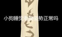 小狗睡覺老換姿勢正常嗎？狗狗睡覺老換姿勢