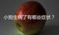 小狗生病了有哪些癥狀？小狗生病該用什么藥才能治好