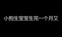 小狗生寶寶生完一個月又懷孕了(小狗生寶寶生完一個月能洗澡嗎)