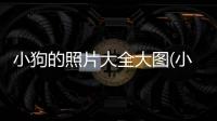 小狗的照片大全大圖(小狗的照片真實)